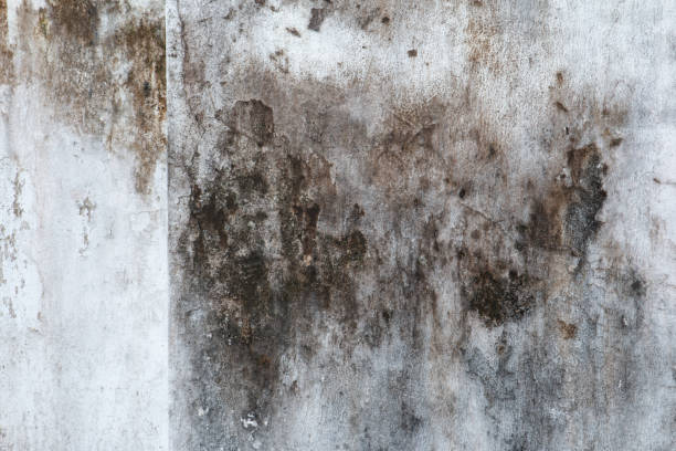 Best Biohazard Mold Removal  in Mapleton, UT