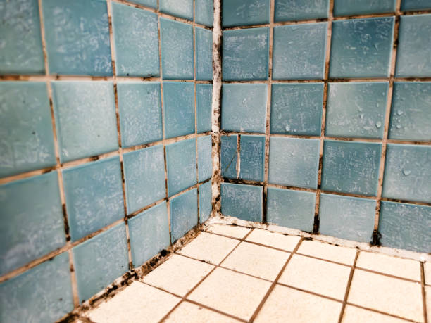 Trusted Mapleton, UT Mold Removal Experts