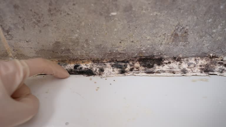 Best HVAC Mold Inspection and Cleaning  in Mapleton, UT
